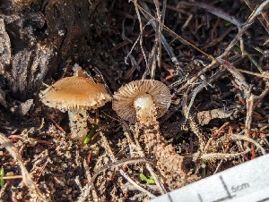  (Leucoinocybe sp. lenta-CA01 - FDS-CA-01380)  @11 [ ] by-nc (2024) Stu Pickell Fungal Diversity Survey