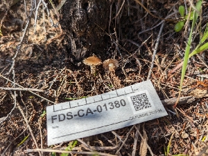  ( - FDS-CA-01380)  @11 [ ] by-nc (2024) Stu Pickell Fungal Diversity Survey
