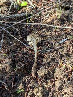  ( - FDS-CA-01380)  @11 [ ] by-nc (2024) Stu Pickell Fungal Diversity Survey