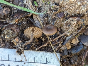  ( - FDS-CA-01381)  @11 [ ] by-nc (2024) Stu Pickell Fungal Diversity Survey