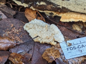  ( - FDS-CA-01382)  @11 [ ] by-nc (2024) Stu Pickell Fungal Diversity Survey