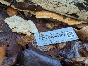  ( - FDS-CA-01382)  @11 [ ] by-nc (2024) Stu Pickell Fungal Diversity Survey
