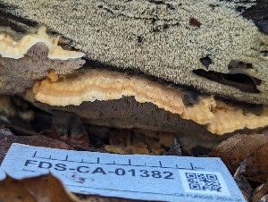  ( - FDS-CA-01382)  @11 [ ] by-nc (2024) Stu Pickell Fungal Diversity Survey