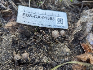  (Psathyrella sp. stercoraria-CA01 - FDS-CA-01383)  @11 [ ] by-nc (2024) Stu Pickell Fungal Diversity Survey