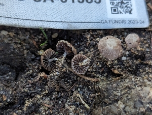  ( - FDS-CA-01383)  @11 [ ] by-nc (2024) Stu Pickell Fungal Diversity Survey