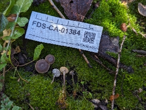  (Lyophyllum sp. CA02 - FDS-CA-01384)  @11 [ ] by-nc (2024) Stu Pickell Fungal Diversity Survey