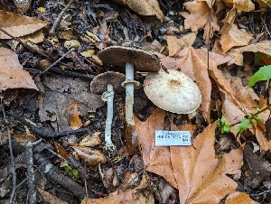  ( - FDS-CA-01396)  @11 [ ] by-nc (2024) Stu Pickell Fungal Diversity Survey