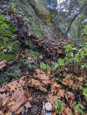 ( - FDS-CA-01396)  @11 [ ] by-nc (2024) Stu Pickell Fungal Diversity Survey