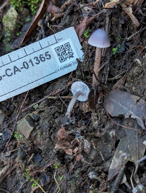  ( - FDS-CA-01365)  @11 [ ] by-nc (2024) Stu Pickell Fungal Diversity Survey