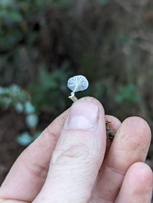  ( - FDS-CA-01368)  @11 [ ] by-nc (2024) Stu Pickell Fungal Diversity Survey