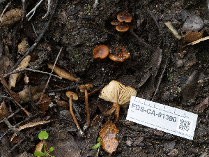  ( - FDS-CA-01390)  @11 [ ] by-nc (2024) Stu Pickell Fungal Diversity Survey