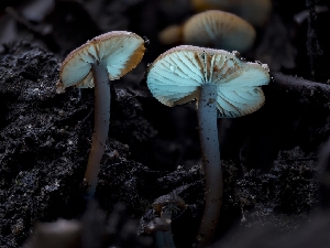  ( - FDS-CA-01390)  @11 [ ] by-nc (2024) Stu Pickell Fungal Diversity Survey