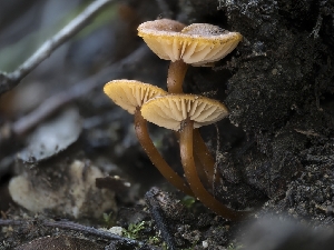  (Rhodophana sp. CA06 - FDS-CA-01390)  @11 [ ] by-nc (2024) Stu Pickell Fungal Diversity Survey