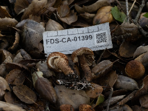  ( - FDS-CA-01399)  @11 [ ] by-nc (2024) Stu Pickell Fungal Diversity Survey