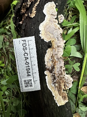  ( - FDS-CA-01944)  @11 [ ] by-nc (2024) Aaron Tupac Fungal Diversity Survey