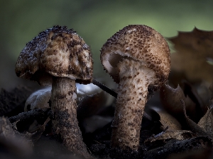 (Lepiota carinii - FDS-CA-01399)  @11 [ ] by-nc (2024) Stu Pickell Fungal Diversity Survey