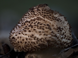  ( - FDS-CA-01399)  @11 [ ] by-nc (2024) Stu Pickell Fungal Diversity Survey