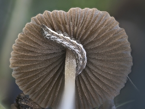  (Psathyrella sp. alluvinana-PNW10 - FDS-CA-01362)  @11 [ ] by-nc (2024) Stu Pickell Fungal Diversity Survey
