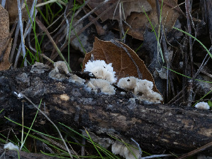  (Stereophlebia - FDS-CA-01363)  @11 [ ] by-nc (2024) Stu Pickell Fungal Diversity Survey