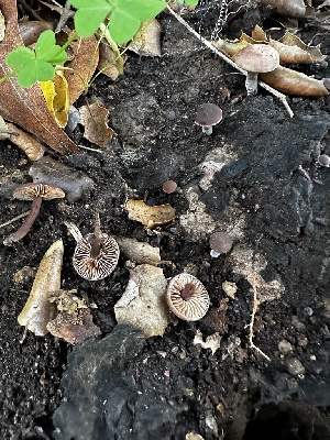  ( - FDS-CA-01951)  @11 [ ] by-nc (2024) Aaron Tupac Fungal Diversity Survey
