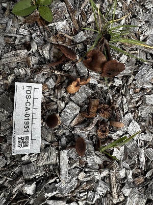  ( - FDS-CA-01951)  @11 [ ] by-nc (2024) Aaron Tupac Fungal Diversity Survey