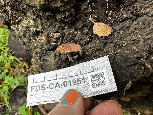  ( - FDS-CA-01951)  @11 [ ] by-nc (2024) Aaron Tupac Fungal Diversity Survey