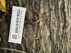  ( - FDS-CA-01958)  @11 [ ] by-nc (2024) Aaron Tupac Fungal Diversity Survey