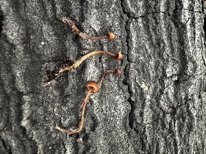  ( - FDS-CA-01958)  @11 [ ] by-nc (2024) Aaron Tupac Fungal Diversity Survey