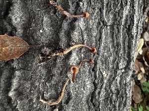  ( - FDS-CA-01958)  @11 [ ] by-nc (2024) Aaron Tupac Fungal Diversity Survey
