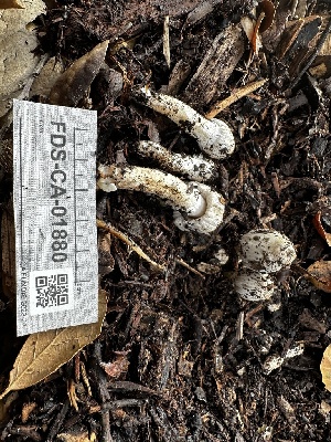  (Coprinopsis sp. IN01 - FDS-CA-01880)  @11 [ ] by-nc (2024) Aaron Tupac Fungal Diversity Survey
