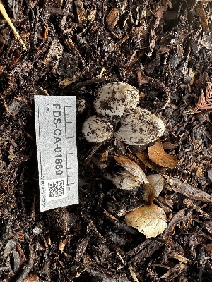  ( - FDS-CA-01880)  @11 [ ] by-nc (2024) Aaron Tupac Fungal Diversity Survey