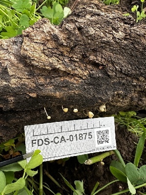  ( - FDS-CA-01875)  @11 [ ] by-nc (2024) Aaron Tupac Fungal Diversity Survey