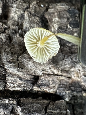  ( - FDS-CA-01875)  @11 [ ] by-nc (2024) Aaron Tupac Fungal Diversity Survey
