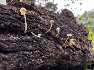  ( - FDS-CA-01875)  @11 [ ] by-nc (2024) Aaron Tupac Fungal Diversity Survey