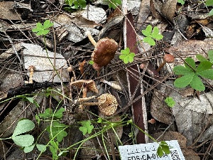  ( - FDS-CA-01994)  @11 [ ] by-nc (2024) Aaron Tupac Fungal Diversity Survey