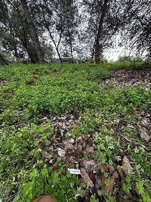  ( - FDS-CA-01994)  @11 [ ] by-nc (2024) Aaron Tupac Fungal Diversity Survey