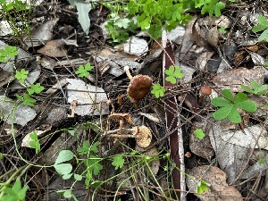  ( - FDS-CA-01994)  @11 [ ] by-nc (2024) Aaron Tupac Fungal Diversity Survey