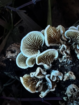  ( - FDS-CA-01950)  @11 [ ] by-nc (2024) Aaron Tupac Fungal Diversity Survey