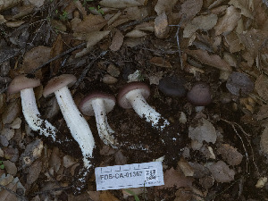  ( - FDS-CA-01367)  @11 [ ] by-nc (2024) Stu Pickell Fungal Diversity Survey