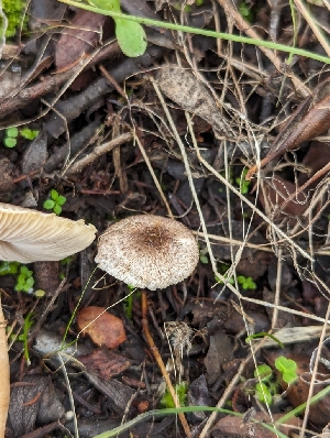  (Leucoagaricus sp. CA07 - FDS-CA-01331)  @11 [ ] by-nc (2024) Stu Pickell Fungal Diversity Survey