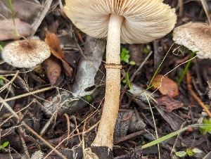  ( - FDS-CA-01331)  @11 [ ] by-nc (2024) Stu Pickell Fungal Diversity Survey