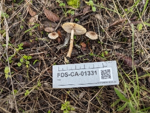  ( - FDS-CA-01331)  @11 [ ] by-nc (2024) Stu Pickell Fungal Diversity Survey