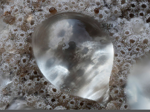  ( - FDS-CA-01339)  @11 [ ] by-nc (2024) Stu Pickell Fungal Diversity Survey