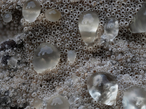  ( - FDS-CA-01339)  @11 [ ] by-nc (2024) Stu Pickell Fungal Diversity Survey