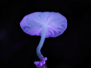  ( - FDS-CA-01368)  @11 [ ] by-nc (2024) Stu Pickell Fungal Diversity Survey