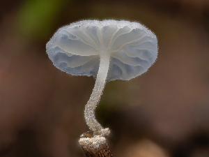  ( - FDS-CA-01368)  @11 [ ] by-nc (2024) Stu Pickell Fungal Diversity Survey