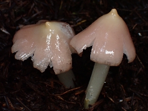  ( - FDS-CA-02109)  @11 [ ] by (2024) Mandy Hackney Fungal Diversity Survey