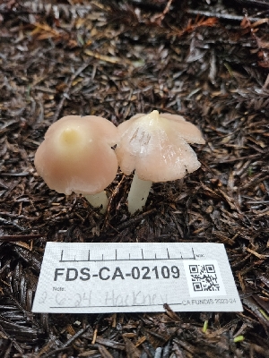  ( - FDS-CA-02109)  @11 [ ] by (2024) Mandy Hackney Fungal Diversity Survey