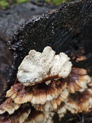  ( - FDS-CA-02130)  @11 [ ] by (2024) Mandy Hackney Fungal Diversity Survey