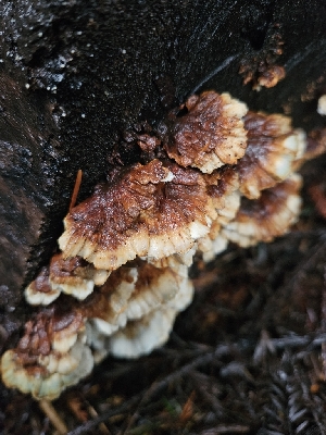 ( - FDS-CA-02130)  @11 [ ] by (2024) Mandy Hackney Fungal Diversity Survey